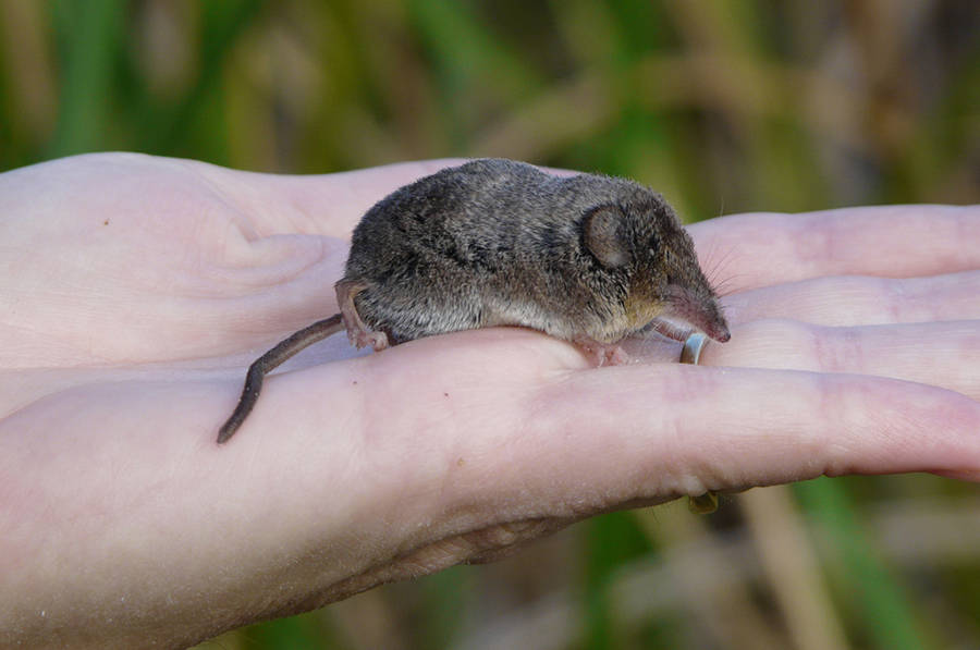 American Water Shrew | Q?rius