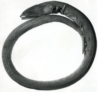 To NMNH Extant Collection (Mystriophis blastorhinos P09519 illustration)