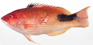 To NMNH Extant Collection (Bodianus bilunulatus USNM 395397 photograph lateral view)