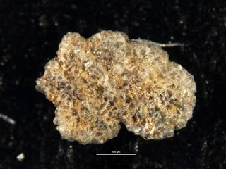 To NMNH Paleobiology Collection (Ammobaculites subplanatus cc38429)