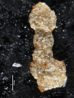 To NMNH Paleobiology Collection (Ammobaculites gutschicki usnm628750)