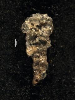 To NMNH Paleobiology Collection (Ammobaculites viriosus 104449)