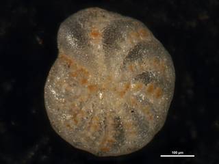 To NMNH Paleobiology Collection (Elphidium advenum margaritaceum cc10227)