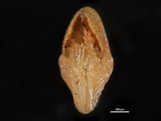 To NMNH Paleobiology Collection (Elphidium cercadense cc63154 ap)