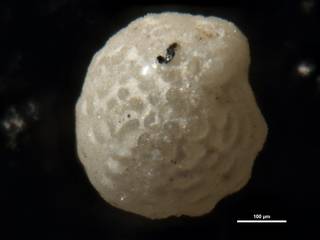 To NMNH Paleobiology Collection (Elphidium dominicense cc63632)