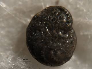 To NMNH Paleobiology Collection (Elphidium aguafrescaense cc64409)