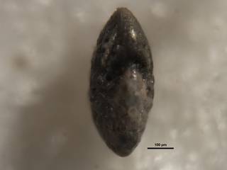 To NMNH Paleobiology Collection (Elphidium aguafrescaense cc64409 ap)