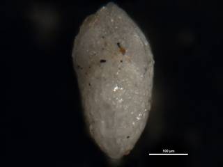 To NMNH Paleobiology Collection (Elphidium advenum dispar 548508 ap)