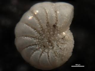 To NMNH Paleobiology Collection (Elphidium australis 21933)