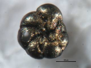To NMNH Paleobiology Collection (Ammonia tepida 520144 um)