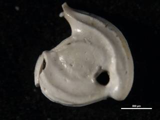 To NMNH Paleobiology Collection (Spiroloculina costifera 9155)