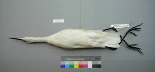 To NMNH Extant Collection (USNM 641809 Egretta intermedia - ventral view)