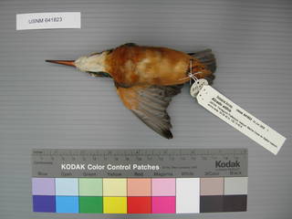To NMNH Extant Collection (USNM 641823 Alcedo atthis - ventral view)