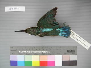 To NMNH Extant Collection (USNM 641823 Alcedo atthis - dorsal view)