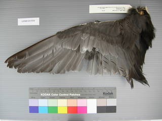 To NMNH Extant Collection (USNM 641834 Fulica atra - ventral wing)