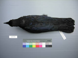 To NMNH Extant Collection (USNM 641844 Corvus corone - dorsal view)