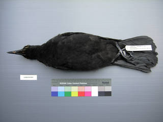 To NMNH Extant Collection (USNM 641844 Corvus corone - ventral view)
