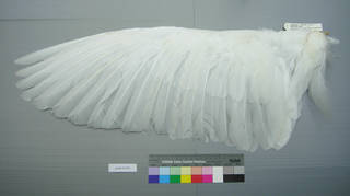 To NMNH Extant Collection (USNM 641853 Casmerodius albus - dorsal wing)