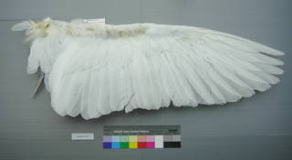 To NMNH Extant Collection (USNM 641853 Casmerodius albus - ventral wing)