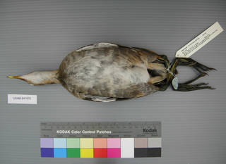 To NMNH Extant Collection (USNM 641876 Gallinula chloropus - ventral view)