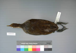 To NMNH Extant Collection (USNM 641876 Gallinula chloropus - dorsal view)