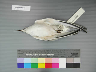 To NMNH Extant Collection (USNM 641913 Sterna albifrons - ventral view)