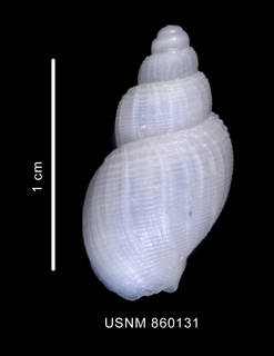 To NMNH Extant Collection (Chlanidota polyspeira Dell, 1990 Holotype dorsal view)