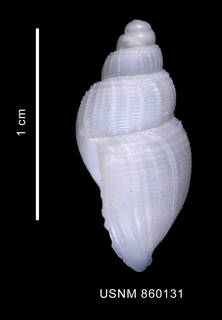 To NMNH Extant Collection (Chlanidota polyspeira Dell, 1990 Holotype dorsal view)
