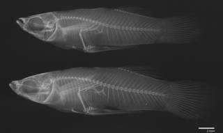 To NMNH Extant Collection (Gambusia nicaraguensis USNM 78789 radiograph 2 females)