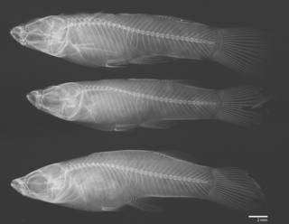 To NMNH Extant Collection (Gambusia nicaraguensis USNM 78789 radiograph 3 males)