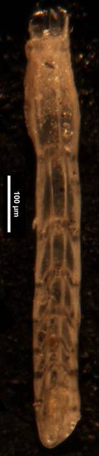 To NMNH Paleobiology Collection (Amphimorphina gracilis cc56685 L)