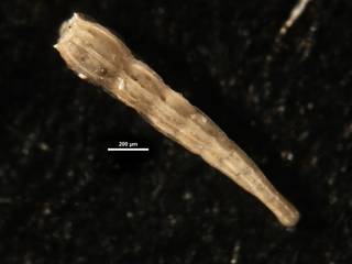 To NMNH Paleobiology Collection (Amphimorphina hauerina CC39902)