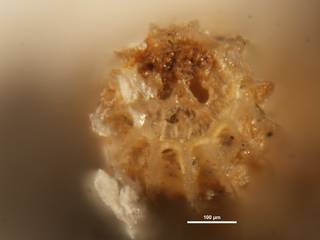 To NMNH Paleobiology Collection (Amphimorphina hauerina CC39902 top)