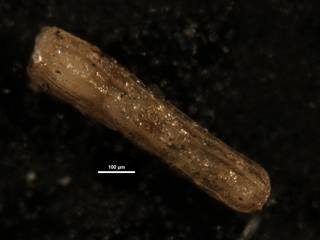 To NMNH Paleobiology Collection (Dentalina amchitkaensis USNM548783a)