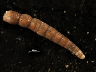 To NMNH Paleobiology Collection (Dentalina basiplanata subsetigera CC38440)