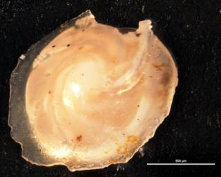 To NMNH Paleobiology Collection (Robulus clericii acies CC 54368)