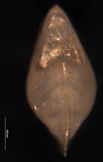To NMNH Paleobiology Collection (Robulus cultus USNM 549081 ap)