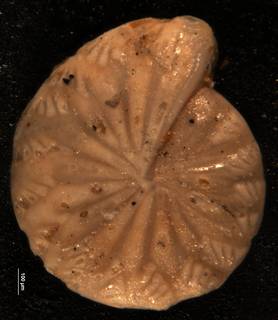 To NMNH Paleobiology Collection (Robulus fissilis CC 48864)