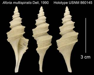 To NMNH Extant Collection (Aforia multispiralis Holotype USNM 860145)