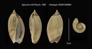 To NMNH Extant Collection (Agaronia hilli Holotype USNM 859860)