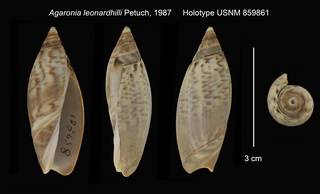 To NMNH Extant Collection (Agaronia leonardhilli Holotype USNM 859861)