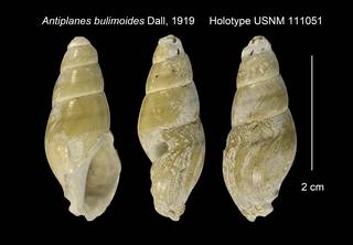 To NMNH Extant Collection (Antiplanes bulimoides Holotype USNM 111051)