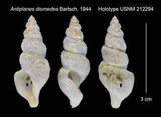 To NMNH Extant Collection (Antiplanes diomedea Holotype USNM 212294)