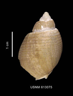 To NMNH Extant Collection (Chlanidota pyriformis Dell, 1990 holotype shell dorsal view)