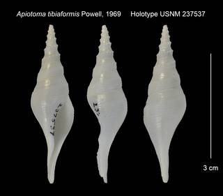 To NMNH Extant Collection (Apiotoma tibiaformis Holotype USNM 237537)