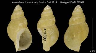 To NMNH Extant Collection (Aulacofusus (Limatofusus) timetus Holotype USNM 213337)