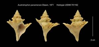 To NMNH Extant Collection (Austrotrophon panamensis Holotype USNM 701162)