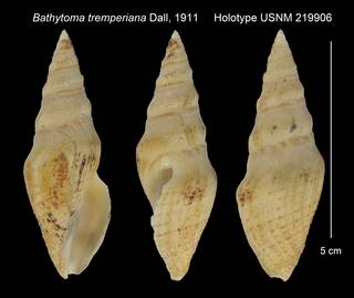 To NMNH Extant Collection (Bathytoma tremperiana Holotype USNM 219906)