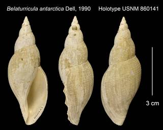 To NMNH Extant Collection (Belaturricula antarctica Holotype USNM 860141)