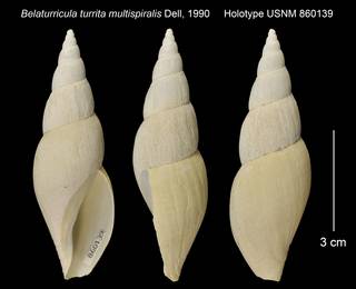 To NMNH Extant Collection (Belaturricula turrita multispiralis Holotype USNM 860139)